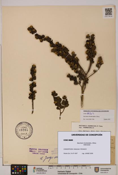 Baccharis rhomboidalis [Espécimen: UDEC:CONC:0089265]