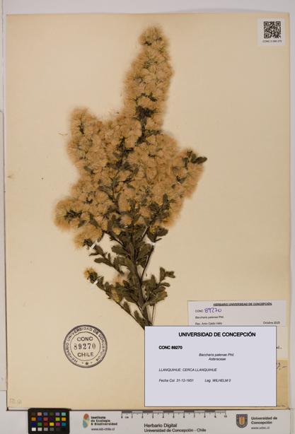 Baccharis patagonica [Espécimen: UDEC:CONC:0089270]
