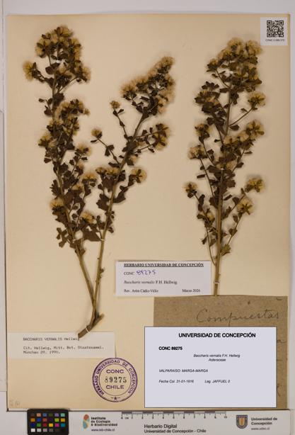 Baccharis vernalis [Espécimen: UDEC:CONC:0089275]