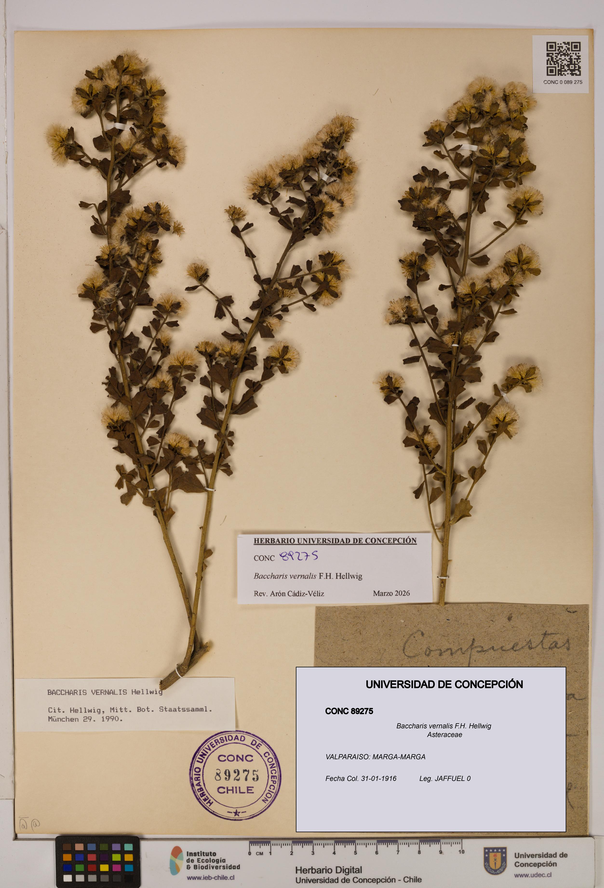 Baccharis vernalis [Espécimen: UDEC:CONC:0089275]