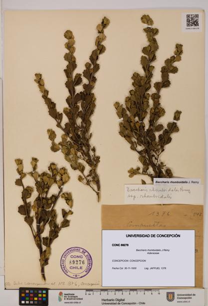 Baccharis rhomboidalis [Espécimen: UDEC:CONC:0089276]