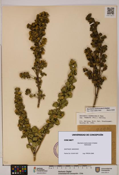 Baccharis neotruncata [Espécimen: UDEC:CONC:0089277]