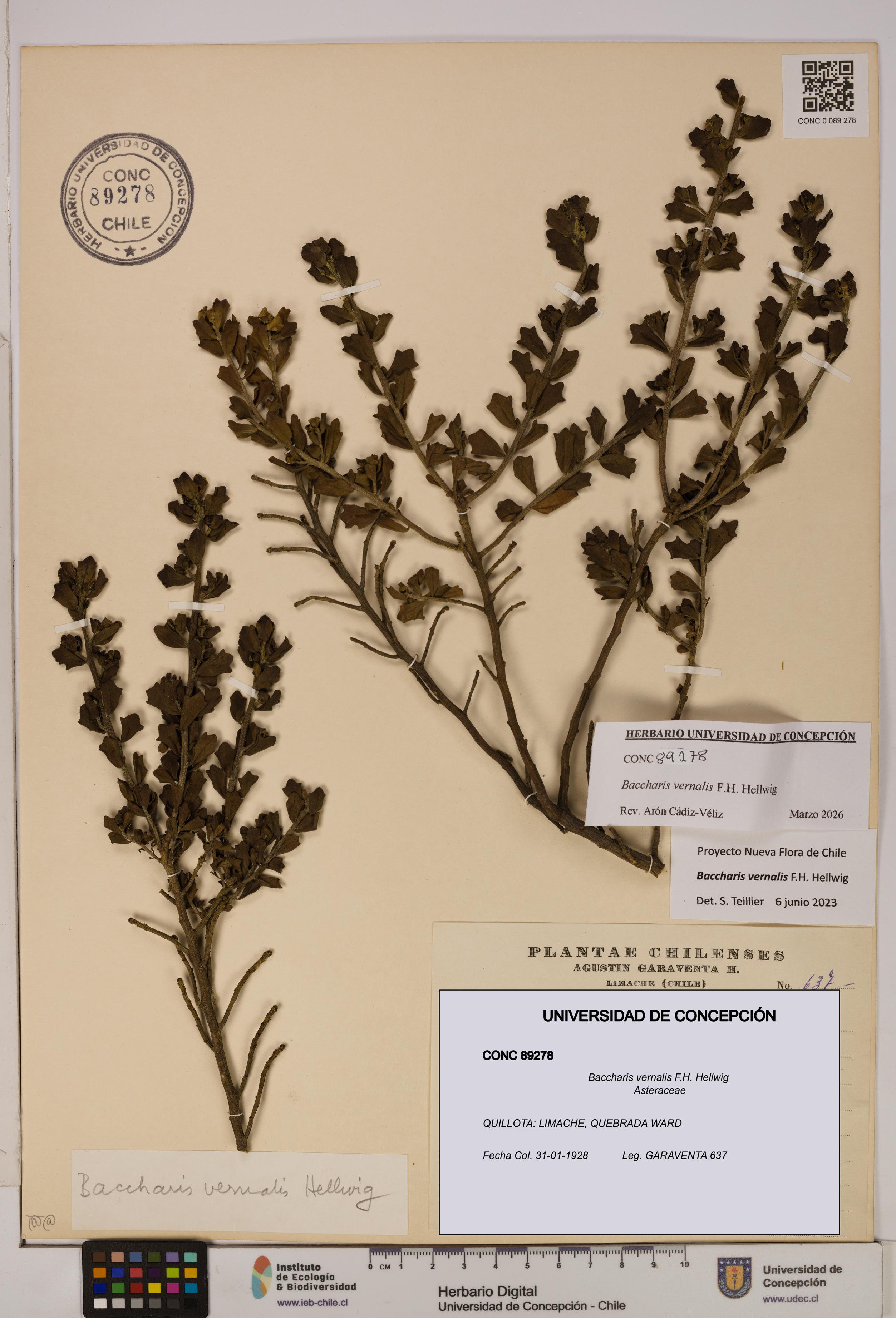 Baccharis vernalis [Espécimen: UDEC:CONC:0089278]