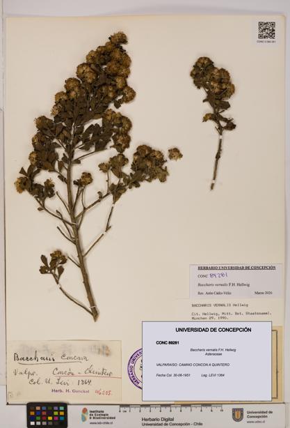 Baccharis vernalis [Espécimen: UDEC:CONC:0089281]