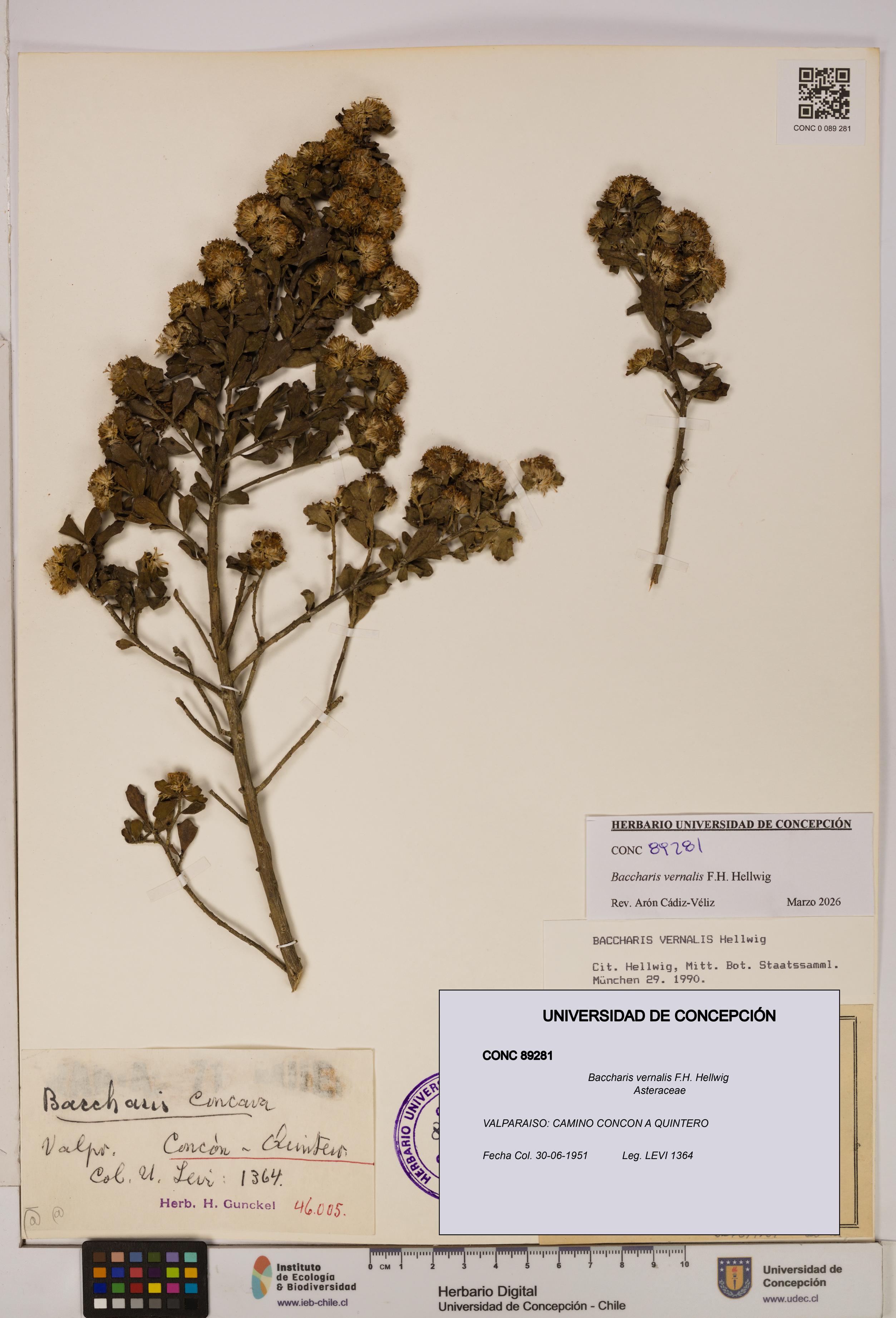 Baccharis vernalis [Espécimen: UDEC:CONC:0089281]
