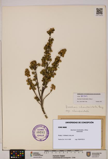 Baccharis rhomboidalis [Espécimen: UDEC:CONC:0089282]