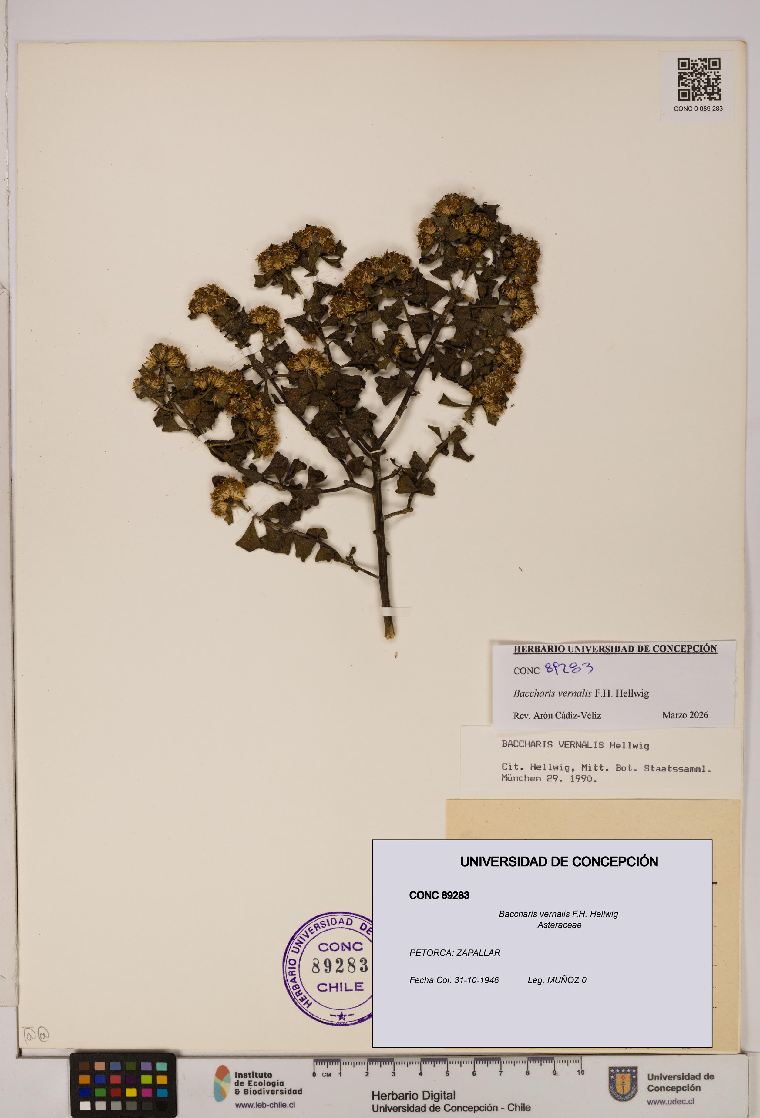 Baccharis vernalis [Espécimen: UDEC:CONC:0089283]