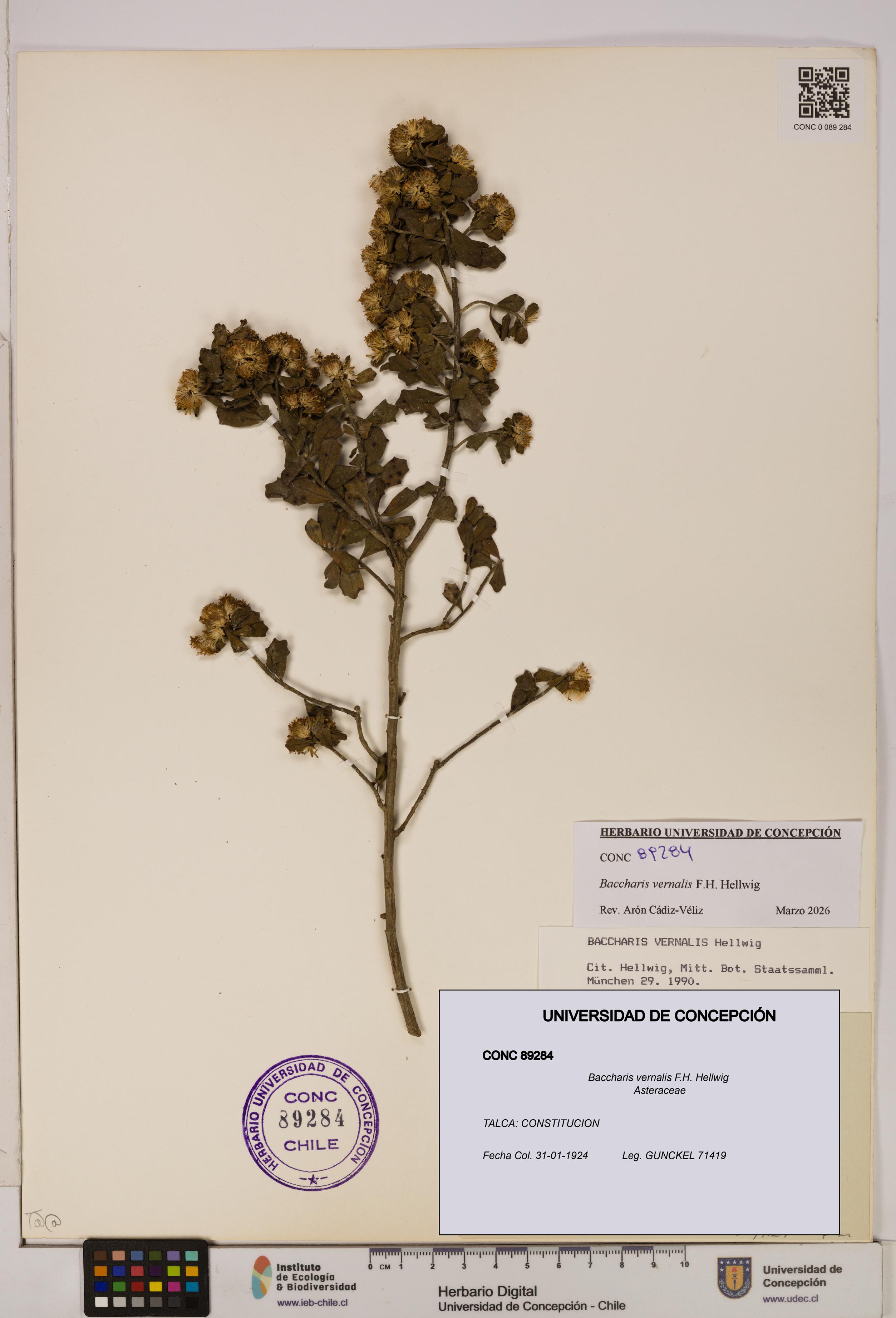 Baccharis vernalis [Espécimen: UDEC:CONC:0089284]
