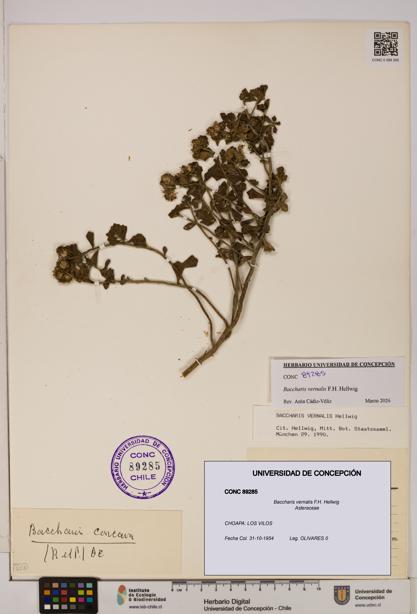 Baccharis vernalis [Espécimen: UDEC:CONC:0089285]