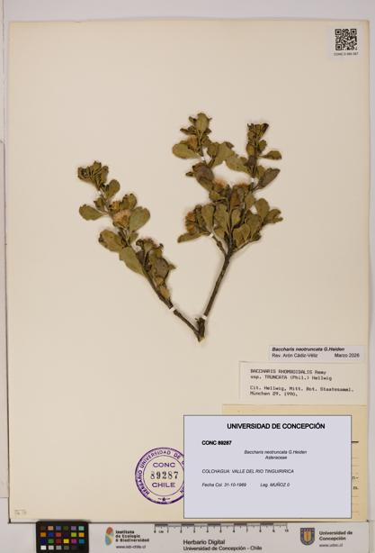 Baccharis neotruncata [Espécimen: UDEC:CONC:0089287]
