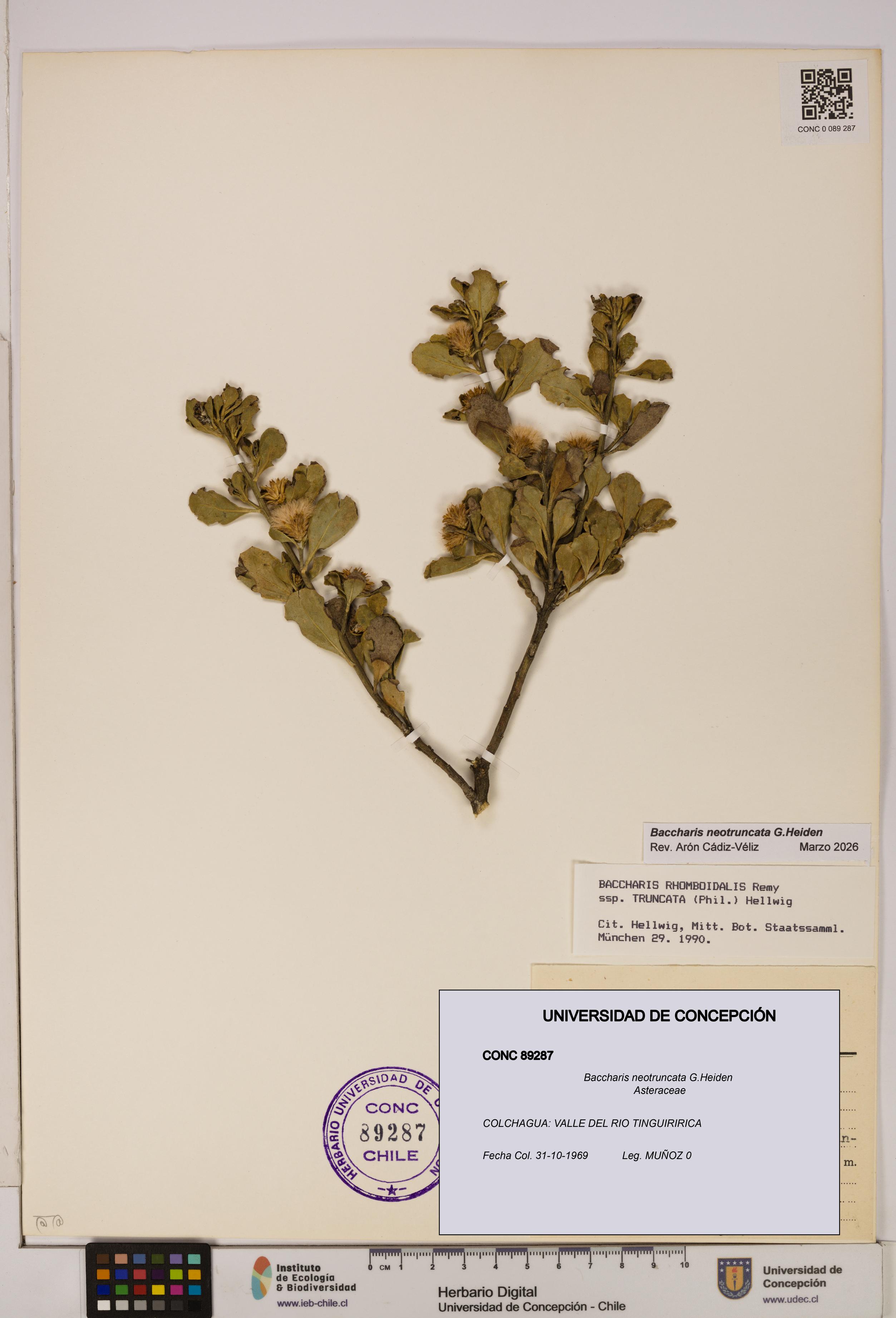 Baccharis neotruncata [Espécimen: UDEC:CONC:0089287]