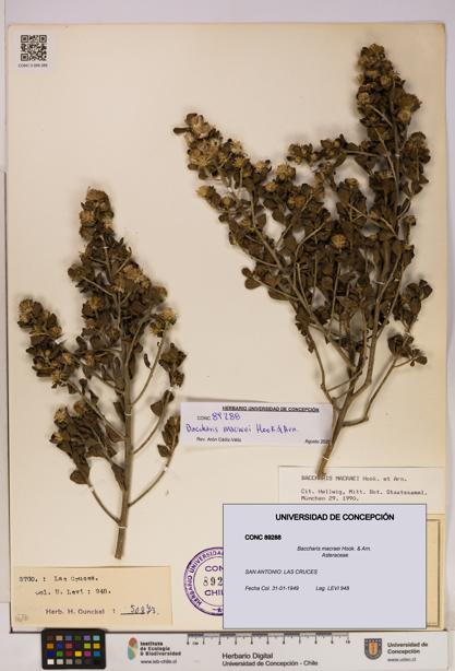 Baccharis macraei [Espécimen: UDEC:CONC:0089288]