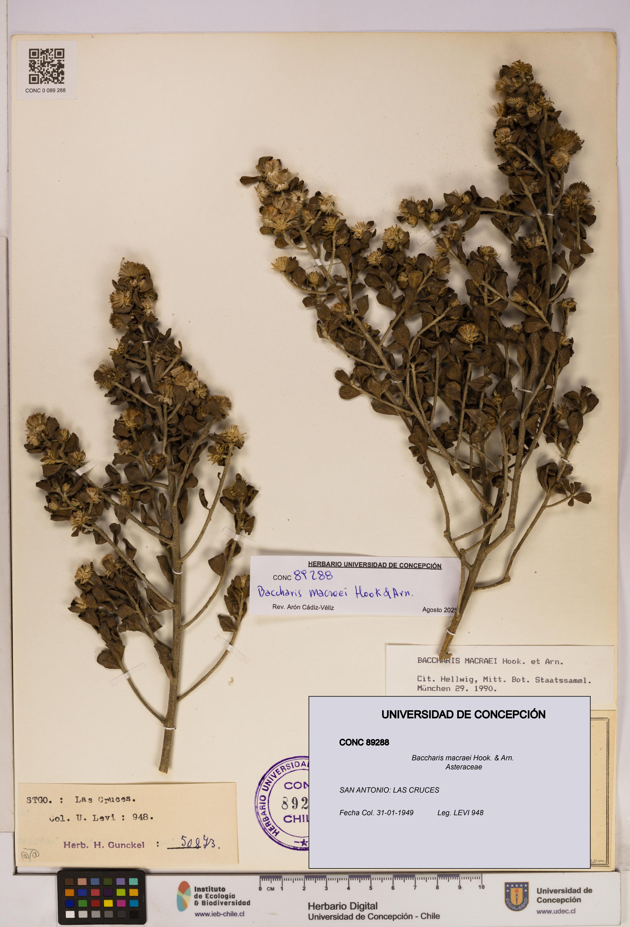 Baccharis macraei [Espécimen: UDEC:CONC:0089288]