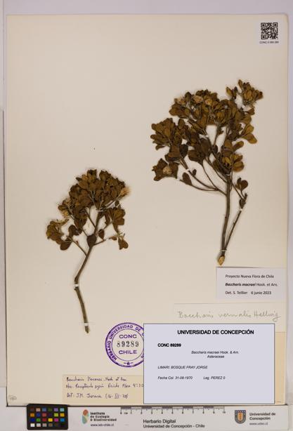 Baccharis macraei [Espécimen: UDEC:CONC:0089289]