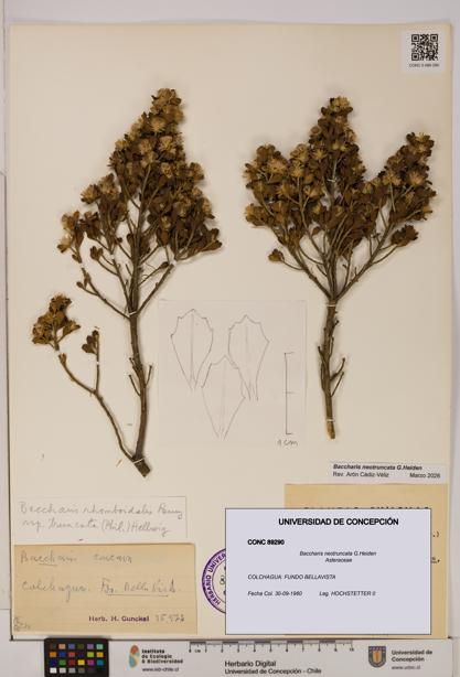 Baccharis neotruncata [Espécimen: UDEC:CONC:0089290]