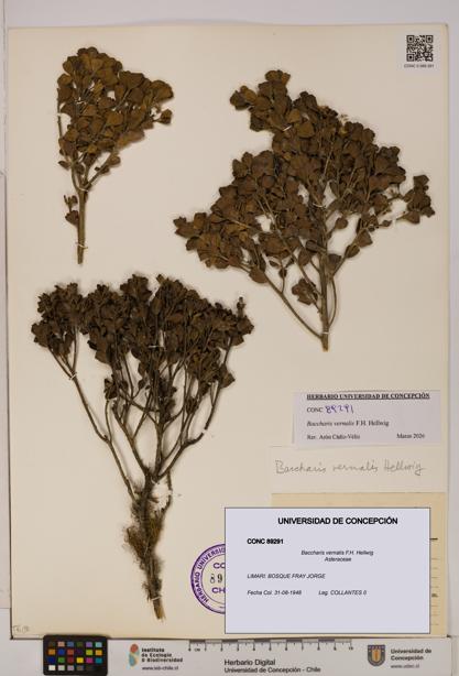 Baccharis vernalis [Espécimen: UDEC:CONC:0089291]