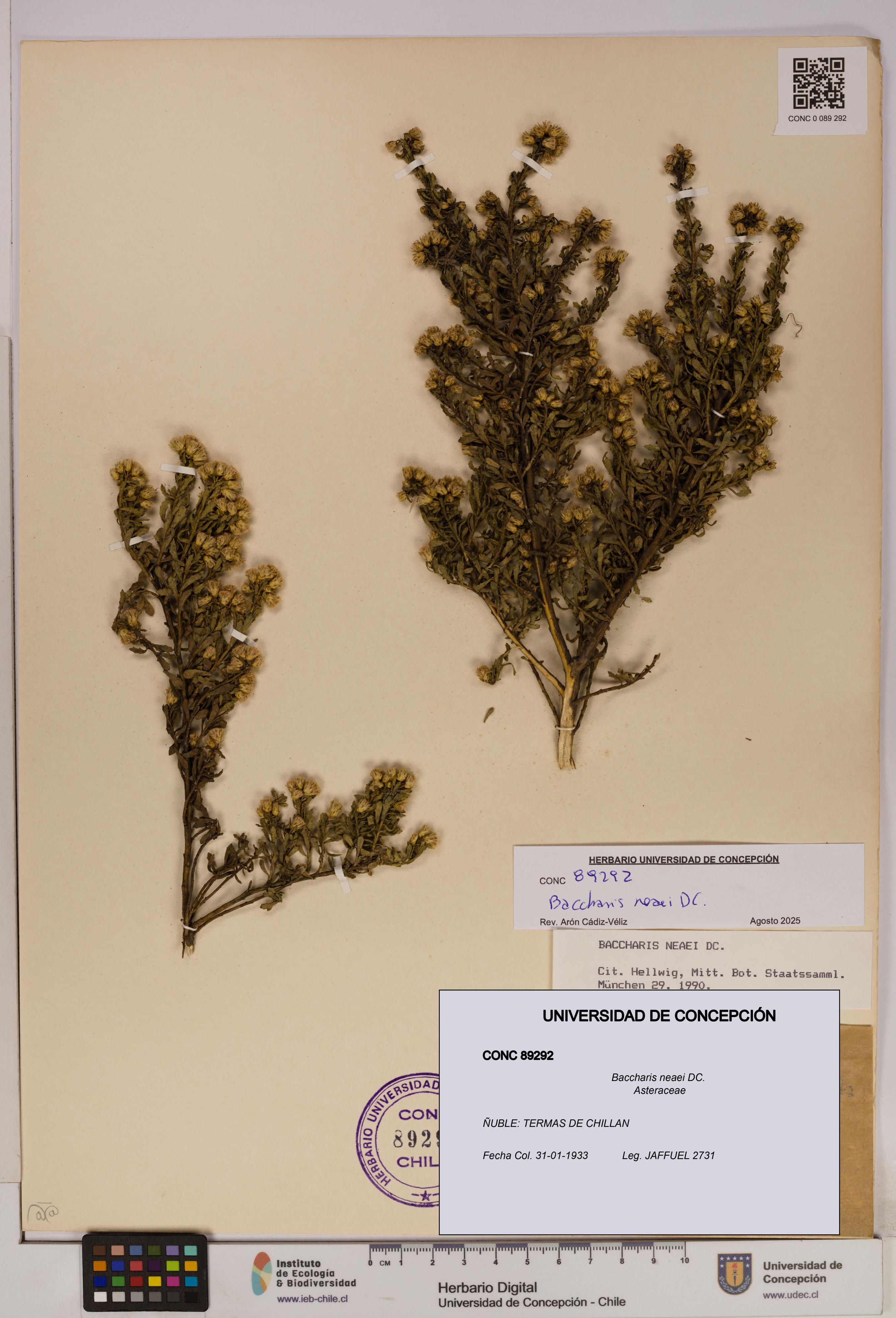 Baccharis neaei [Espécimen: UDEC:CONC:0089292]