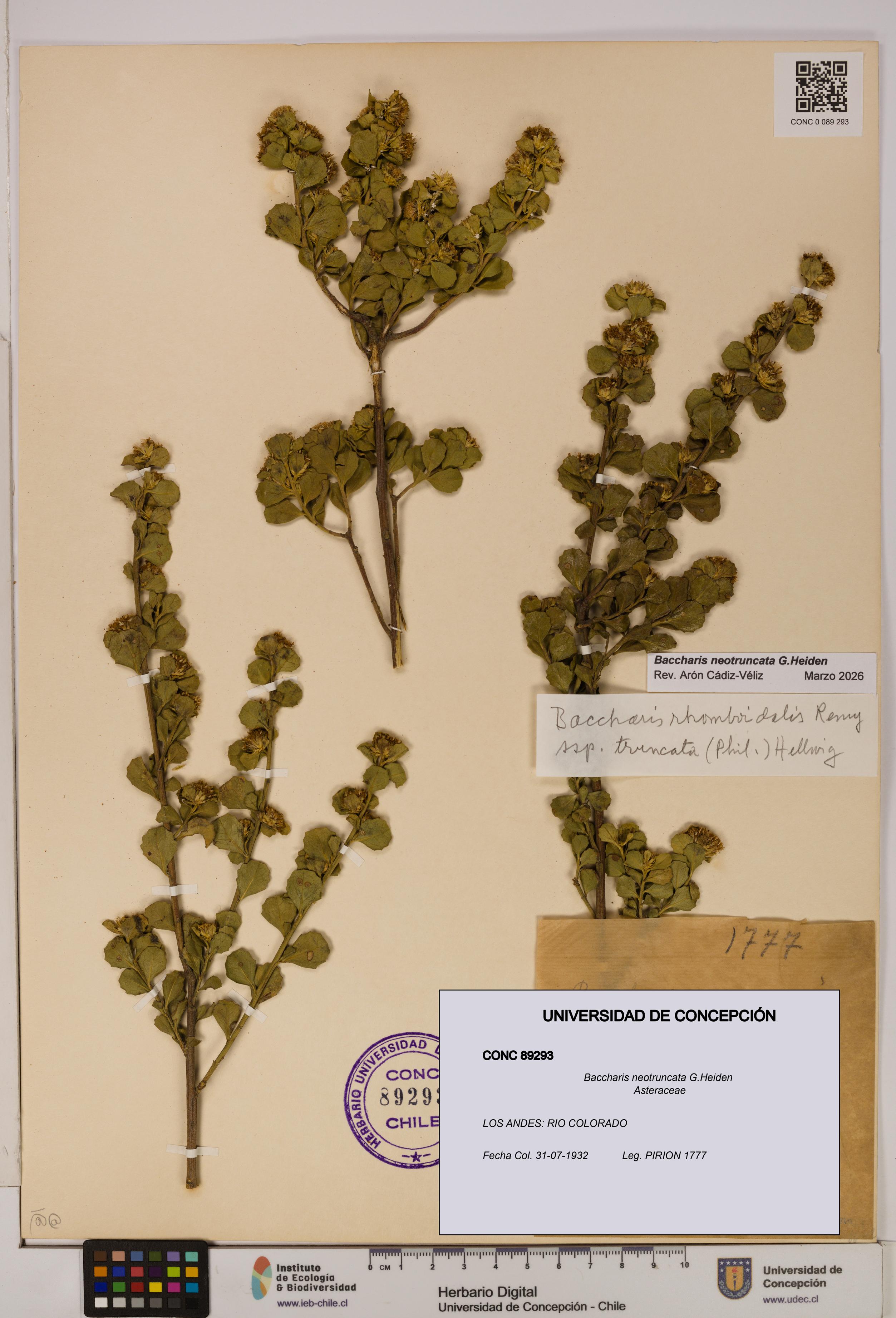 Baccharis neotruncata [Espécimen: UDEC:CONC:0089293]