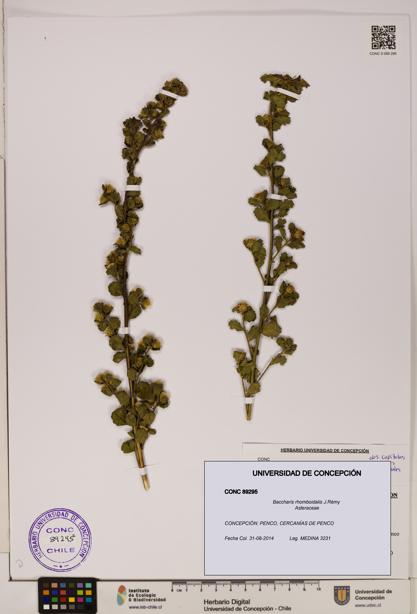 Baccharis rhomboidalis [Espécimen: ]