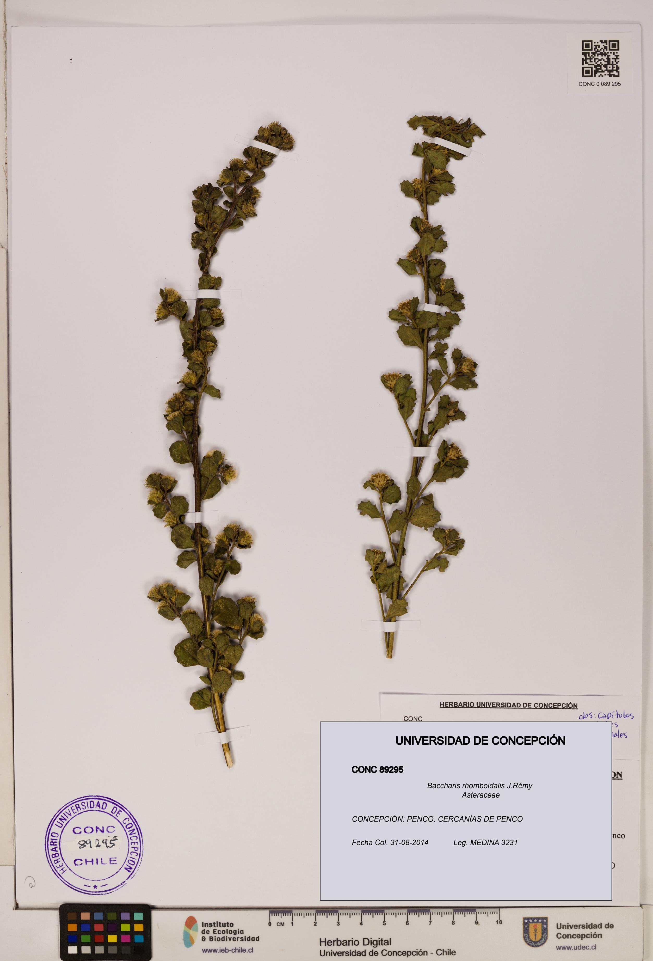 Baccharis rhomboidalis [Espécimen: ]