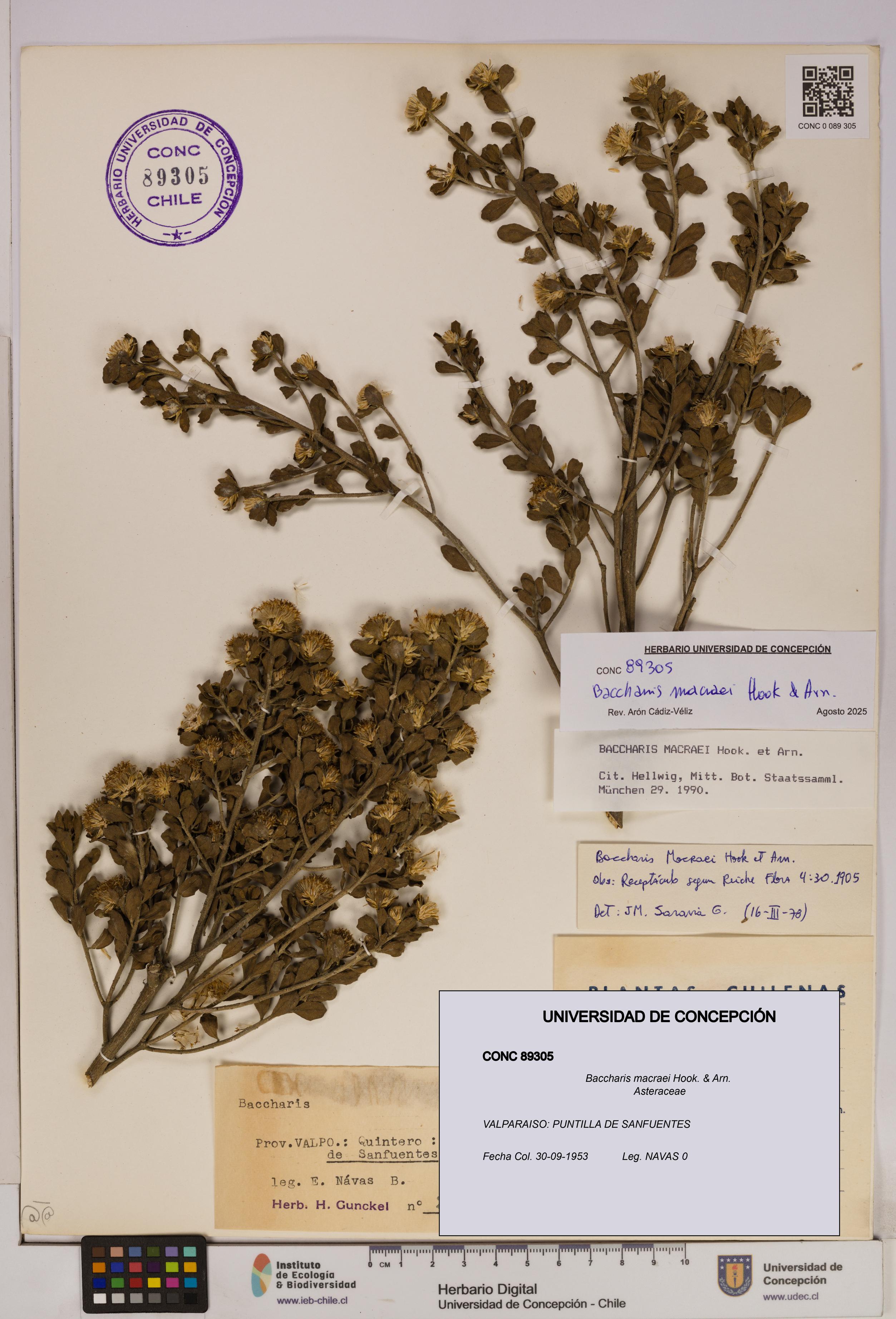 Baccharis macraei [Espécimen: UDEC:CONC:0089305]