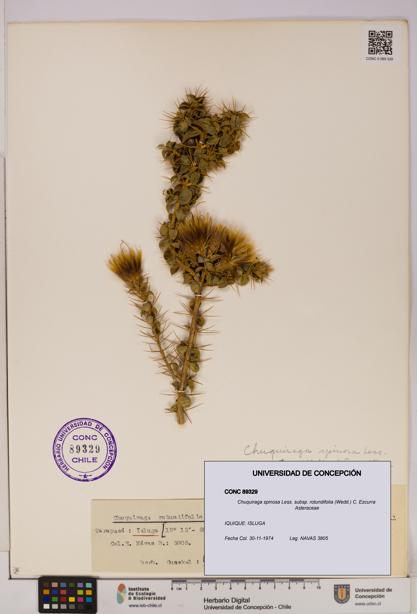 Chuquiraga spinosa subsp. rotundifolia [Espécimen: UDEC:CONC:0089329]