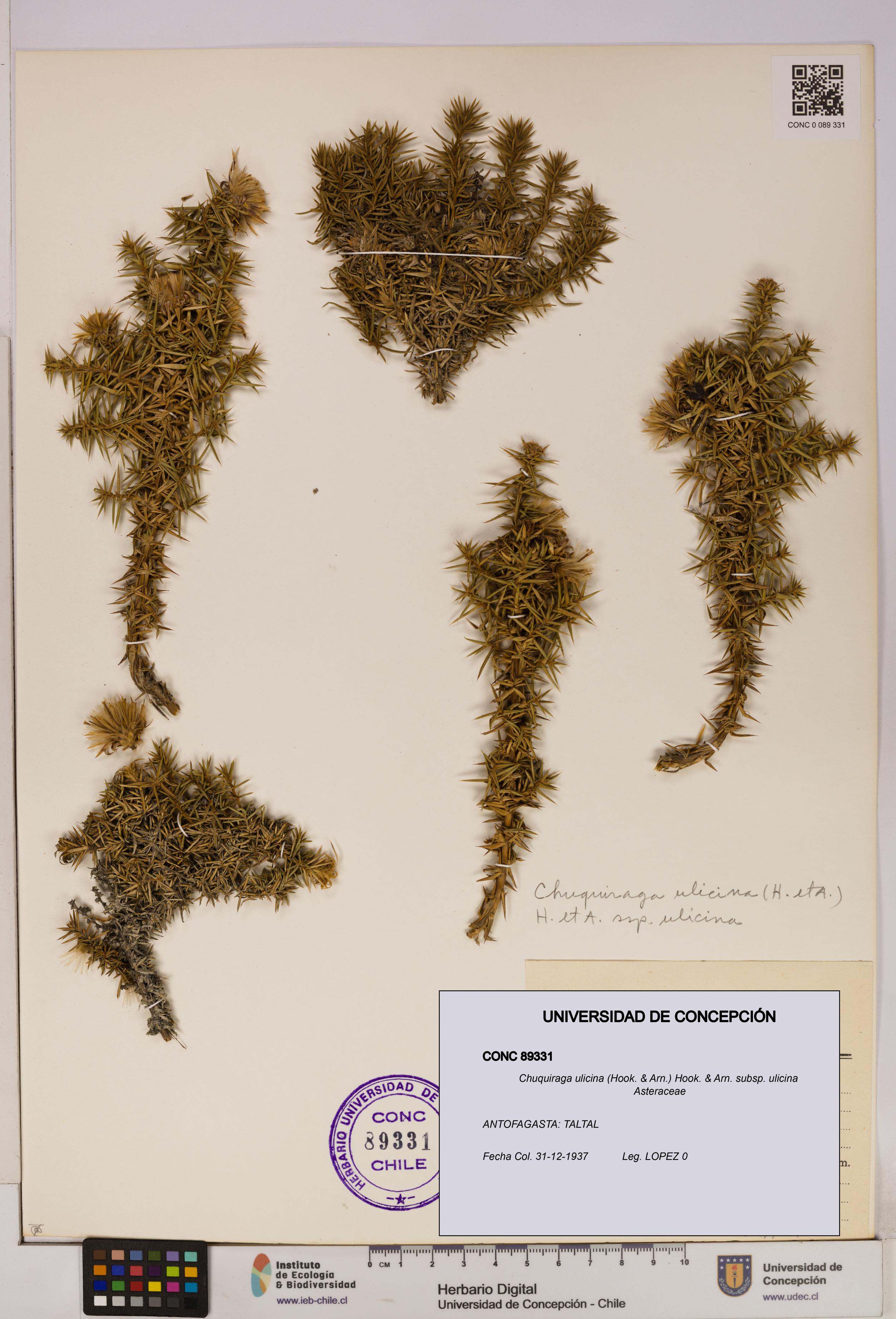 Chuquiraga ulicina subsp. ulicina [Espécimen: UDEC:CONC:0089331]