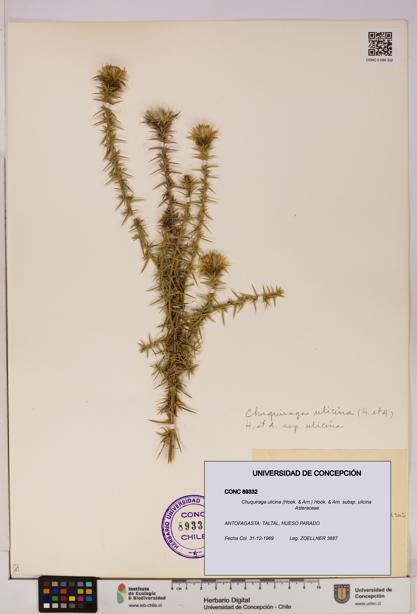 Chuquiraga ulicina subsp. ulicina [Espécimen: UDEC:CONC:0089332]