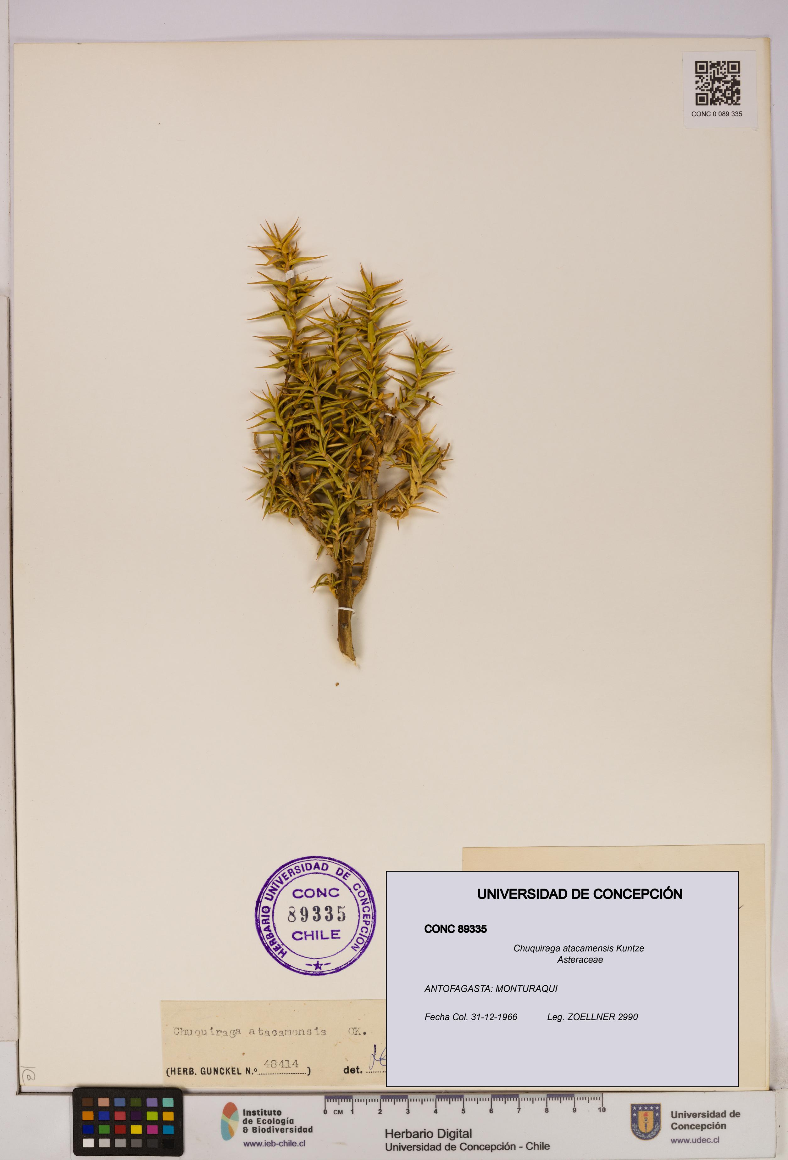 Chuquiraga atacamensis [Espécimen: UDEC:CONC:0089335]