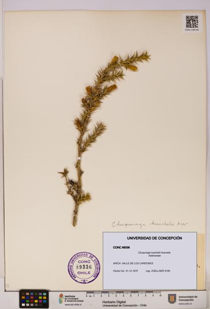 Chuquiraga kuschelii [Espécimen: UDEC:CONC:0089336]
