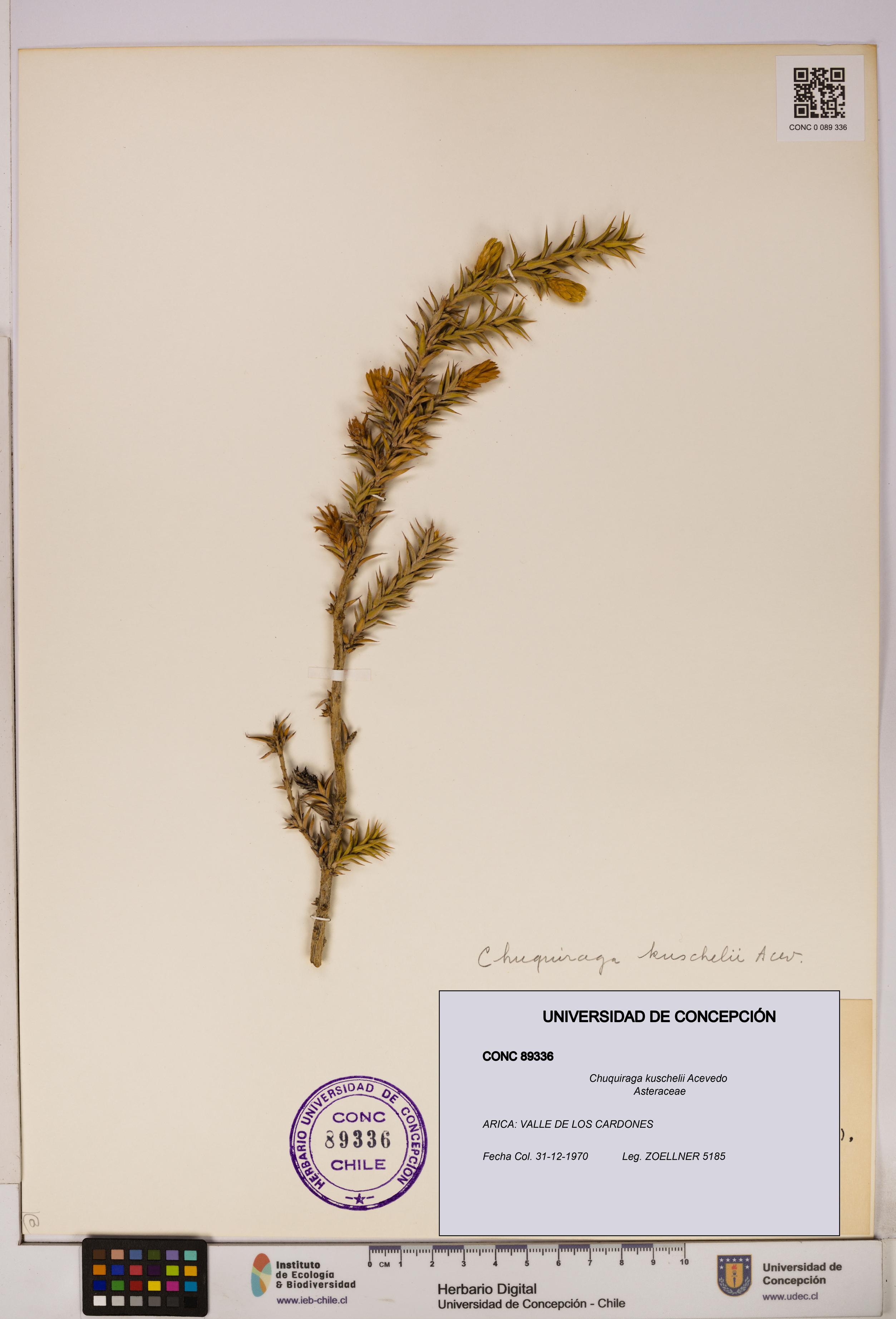 Chuquiraga kuschelii [Espécimen: UDEC:CONC:0089336]
