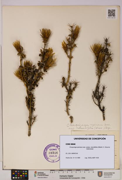 Chuquiraga spinosa subsp. rotundifolia [Espécimen: UDEC:CONC:0089346]