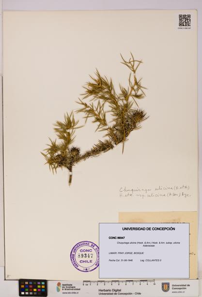 Chuquiraga ulicina subsp. ulicina [Espécimen: UDEC:CONC:0089347]