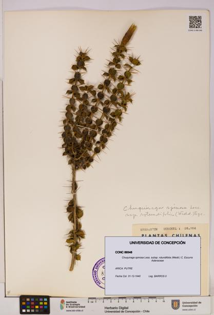 Chuquiraga spinosa subsp. rotundifolia [Espécimen: UDEC:CONC:0089348]