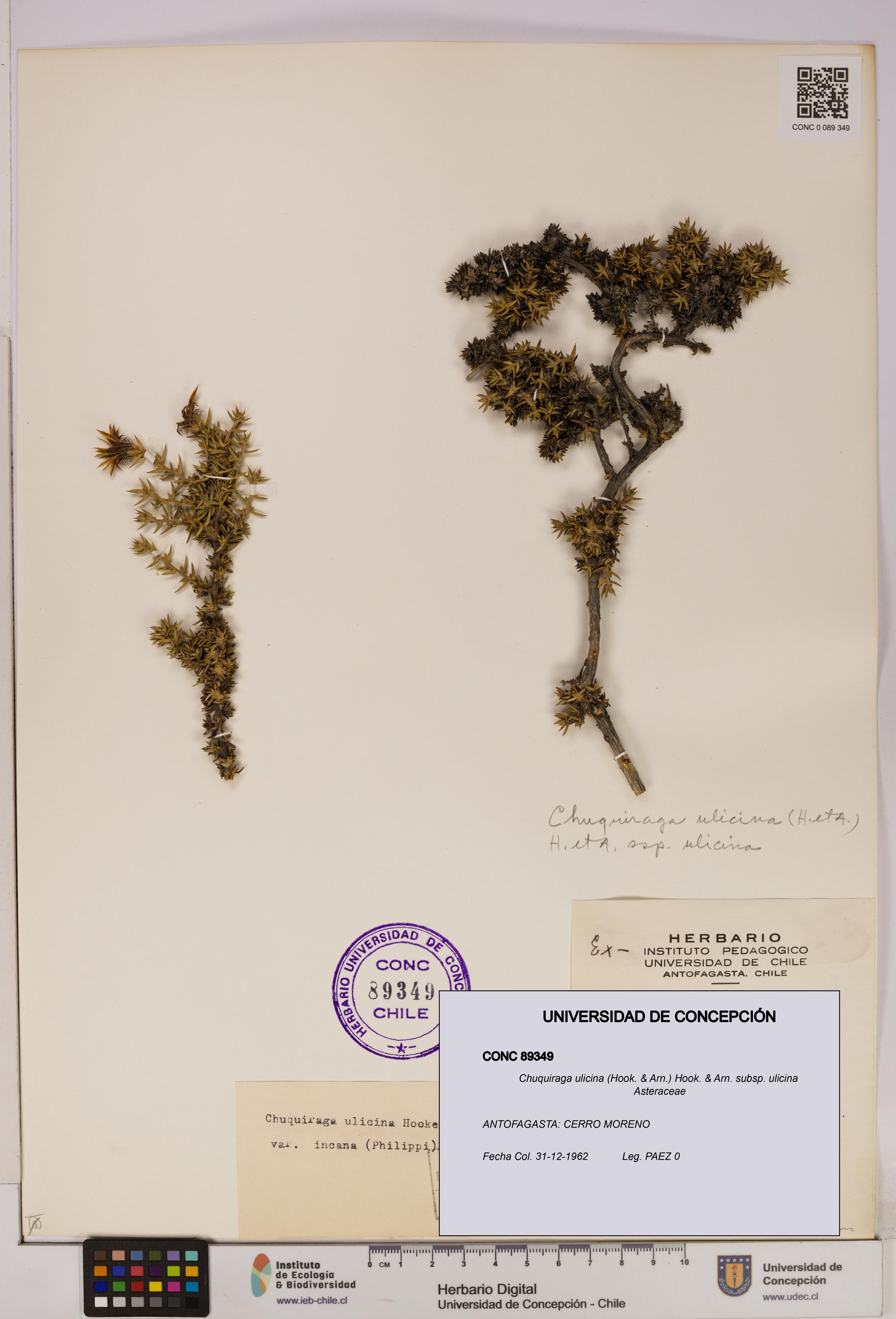 Chuquiraga ulicina subsp. ulicina [Espécimen: UDEC:CONC:0089349]