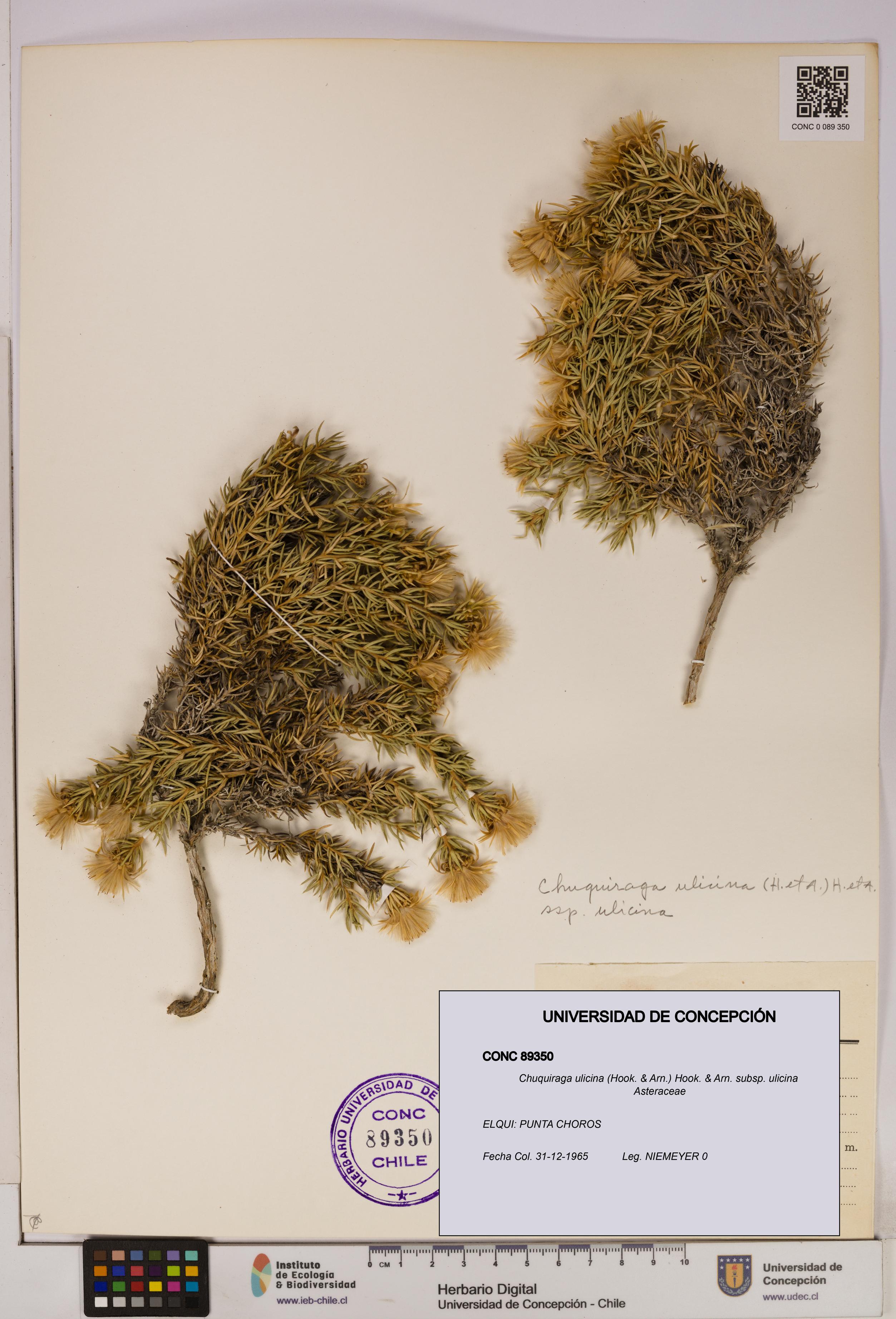 Chuquiraga ulicina subsp. ulicina [Espécimen: UDEC:CONC:0089350]