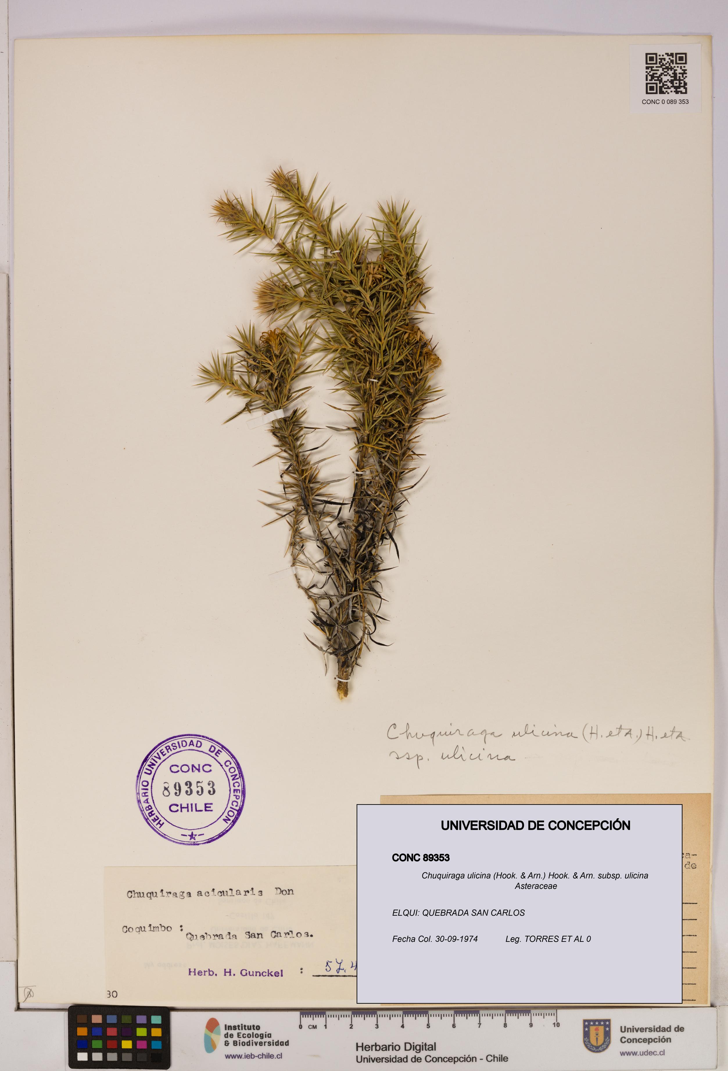 Chuquiraga ulicina subsp. ulicina [Espécimen: UDEC:CONC:0089353]