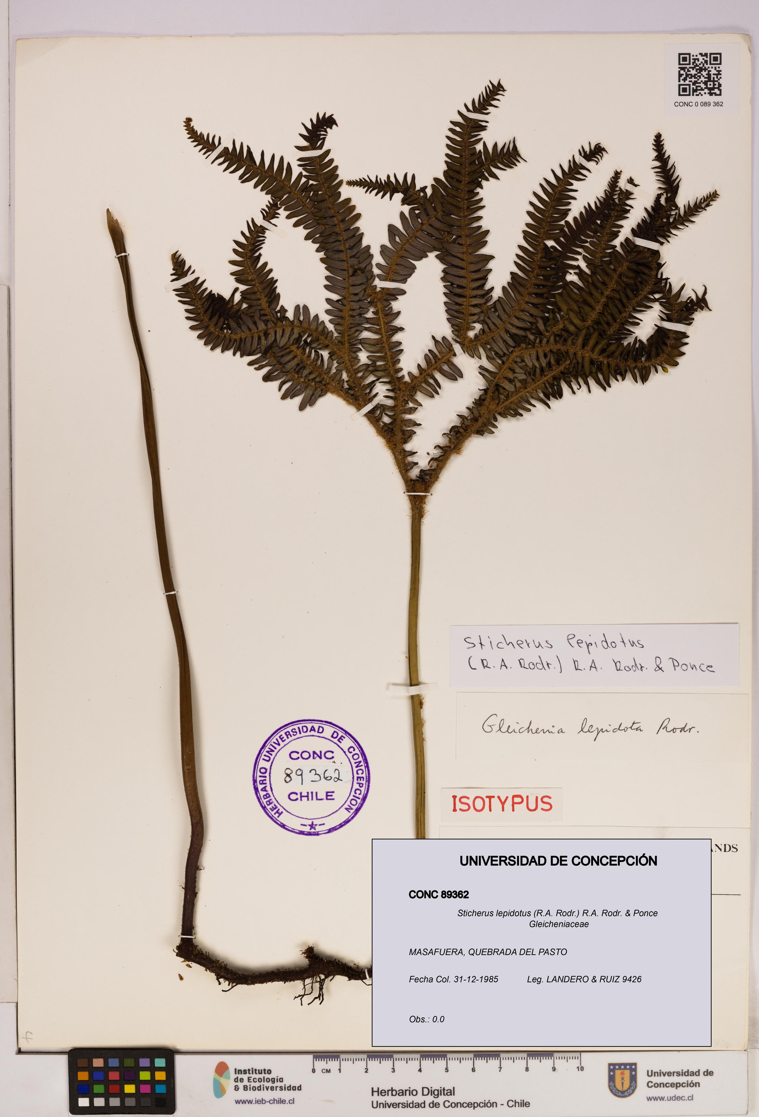 Sticherus lepidotus [Espécimen: UDEC:CONC:0089362]