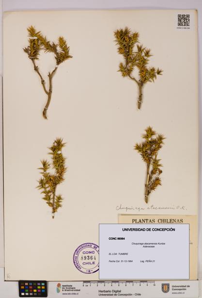 Chuquiraga atacamensis [Espécimen: UDEC:CONC:0089364]