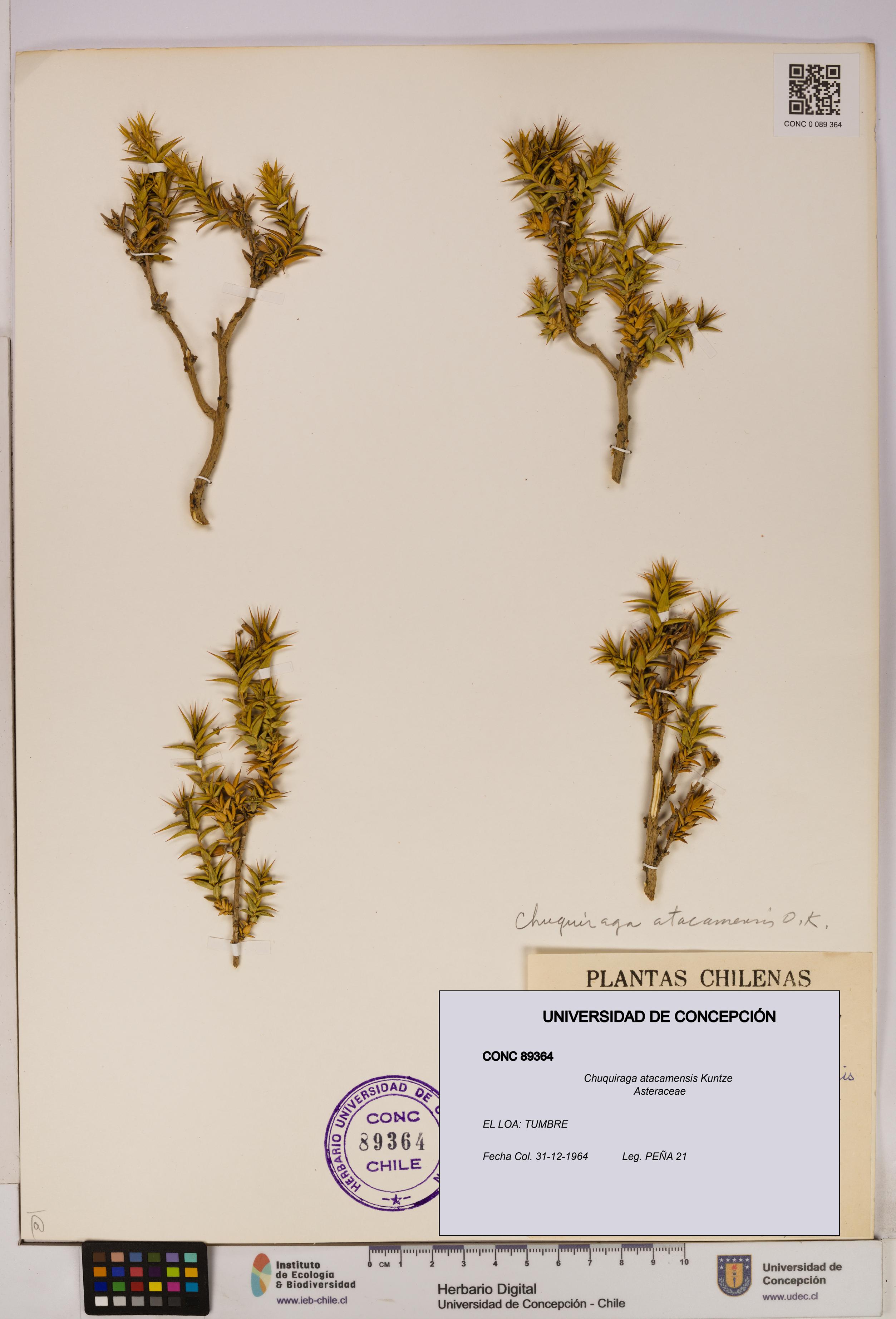 Chuquiraga atacamensis [Espécimen: UDEC:CONC:0089364]