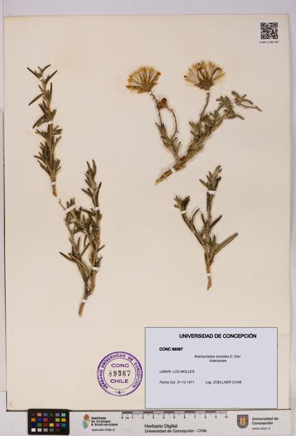 Brachyclados lycioides [Espécimen: ]