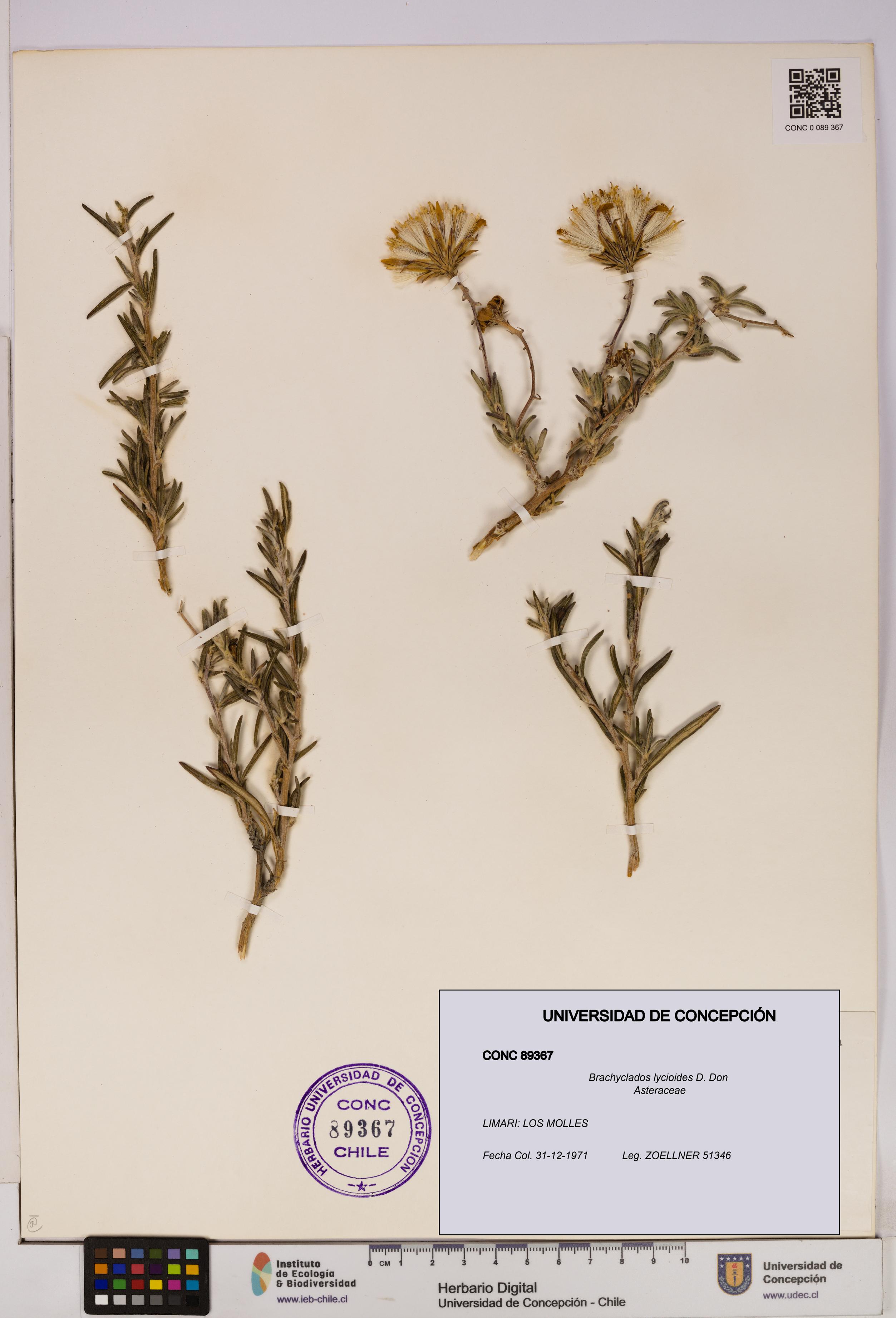 Brachyclados lycioides [Espécimen: ]