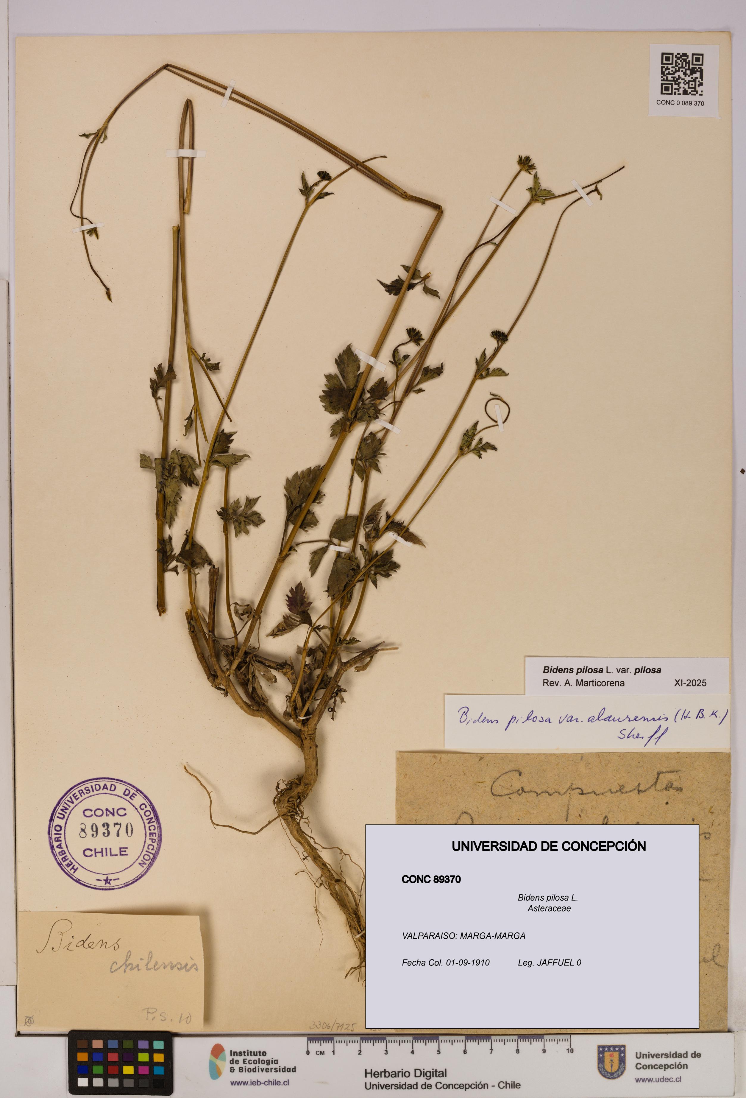 Bidens pilosa [Espécimen: UDEC:CONC:0089370]