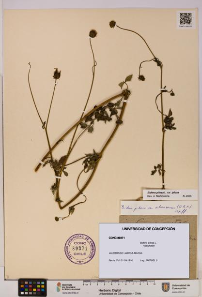 Bidens pilosa [Espécimen: UDEC:CONC:0089371]