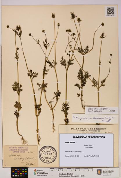 Bidens pilosa [Espécimen: UDEC:CONC:0089372]