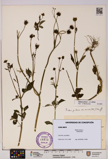 Bidens pilosa [Espécimen: UDEC:CONC:0089373]
