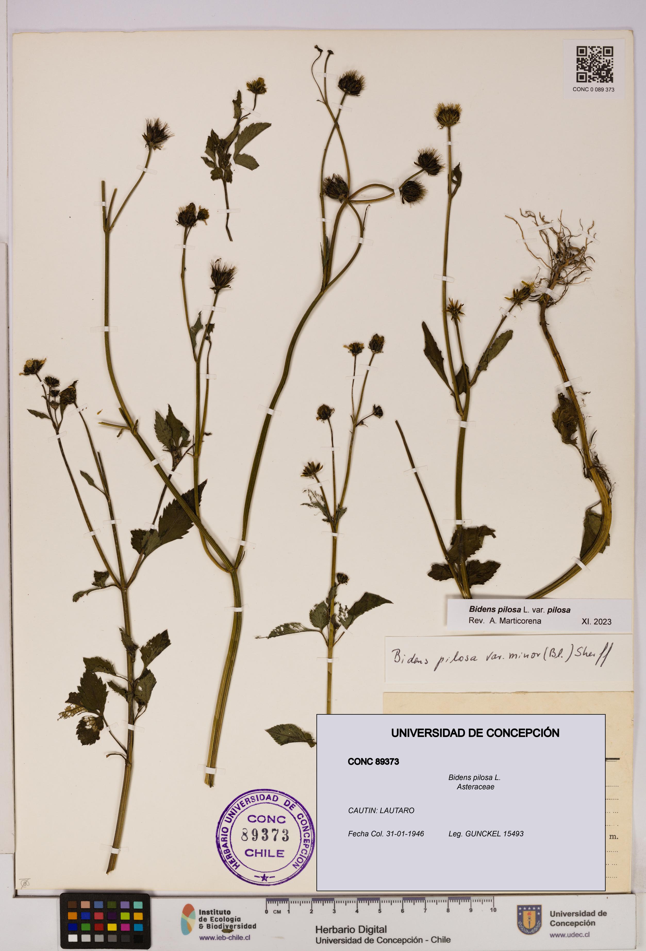 Bidens pilosa [Espécimen: UDEC:CONC:0089373]