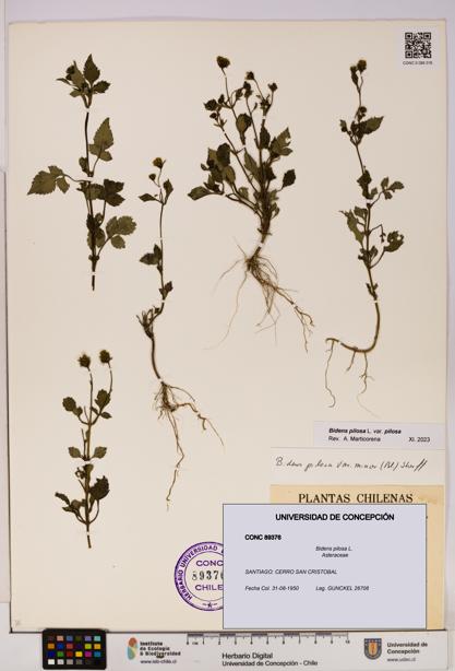Bidens pilosa [Espécimen: UDEC:CONC:0089376]