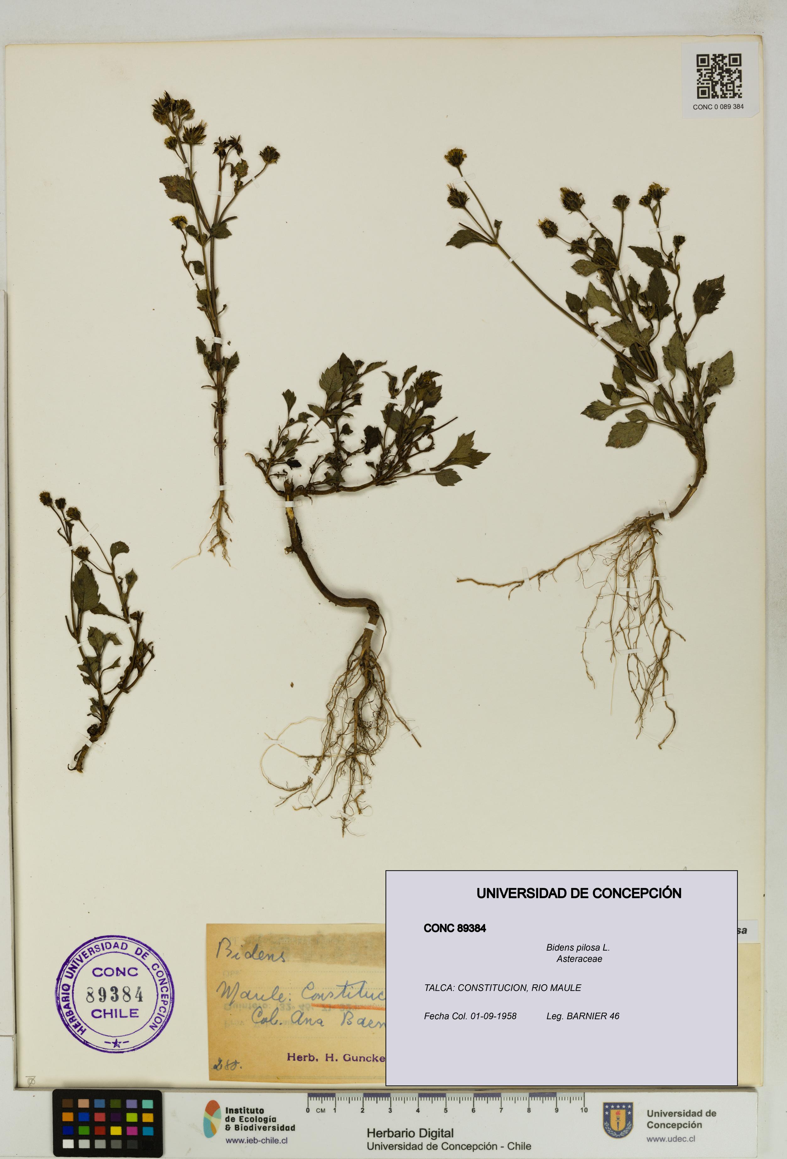 Bidens pilosa [Espécimen: UDEC:CONC:0089384]