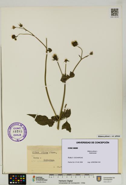 Bidens pilosa [Espécimen: UDEC:CONC:0089385]